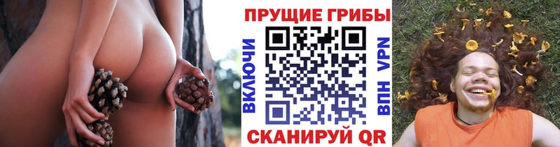 Псилоцибиновые грибы Psilocybe Севск
